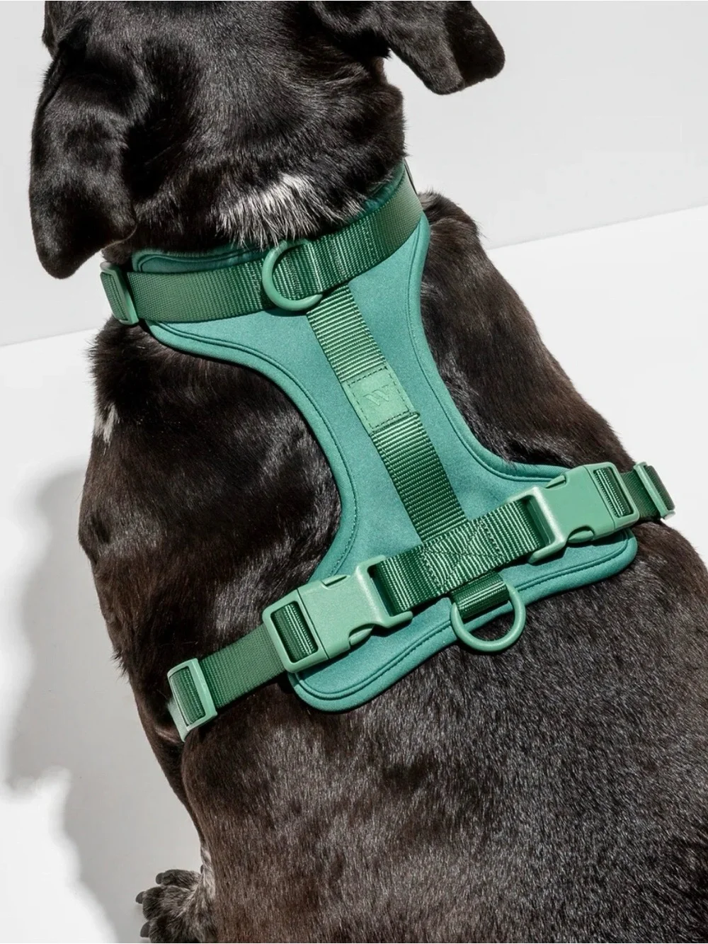 Wild One Cushioned Dog Harness Spruce Green Small
